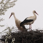 Щъркелите започнаха да пристигат в Бургаско