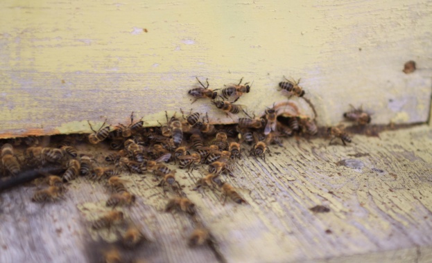 Музей на пчелите отваря врати в София