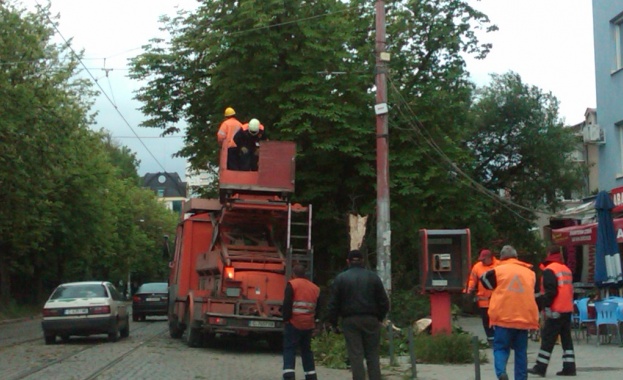 Обезопасяват дърветата по пътя Варна-Бургас