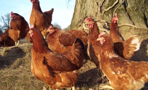 Зам.-министър Димитров се срещна с представители на птицевъдния сектор