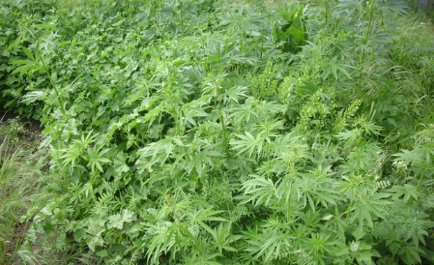 Спецполицаи отново намериха канабис при акция в Петрич 