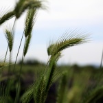 Спасовден е