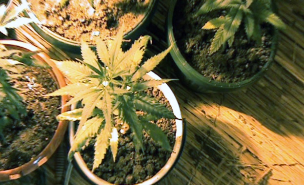 Холандия забранява леката дрога