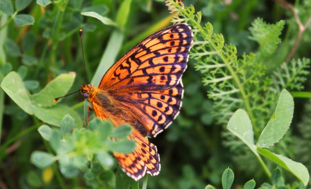В Бургас откриват уникална изложба на живи пеперуди
