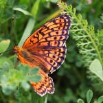 Мъдрец е не онзи, който твърди, че знае всичко...