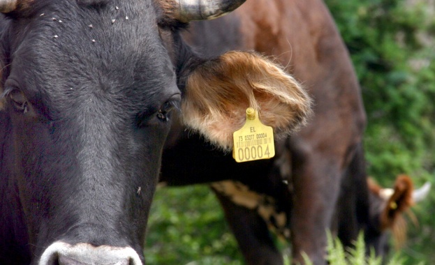 В Кърджали обсъждат възможностите за развитие на животновъдтството в планинските райони