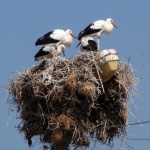 Музей на щъркела ще бъде открит в с. Белозем