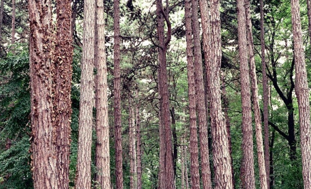 От днес се възстановяват автобусните линии с номера 63 и