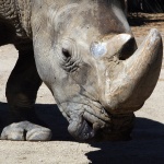 Столичният зоопарк отбелязва Международния ден на носорога
