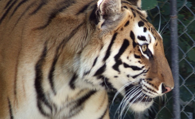 Индия и Непал ще броят тигрите