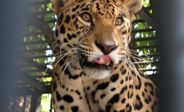 Зоопаркът в София отваря отново