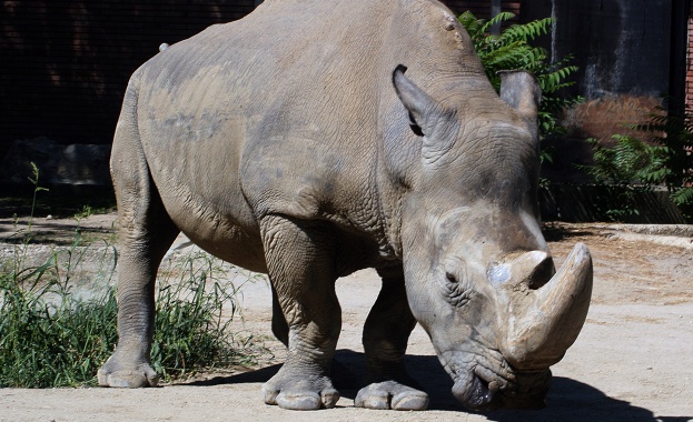 Учени поставиха на носорог ембрион, създаден ин витро 