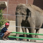 Деца от зооучилище помагат на животни в жегата
