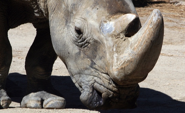 Столичният зоопарк отбелязва Международния ден на носорога