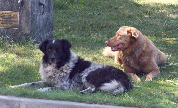 „Четири лапи” помагат отново на Велико Търново за намаляване на бездомните кучета