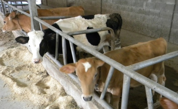 Допълнителни две години, за да преструктурираме млечните ферми