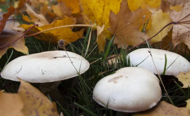 Гъбите имат много лечебни и хранителни ползи за човешкия организъм