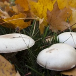 Иновативна идея цели да намали замърсяването на климата