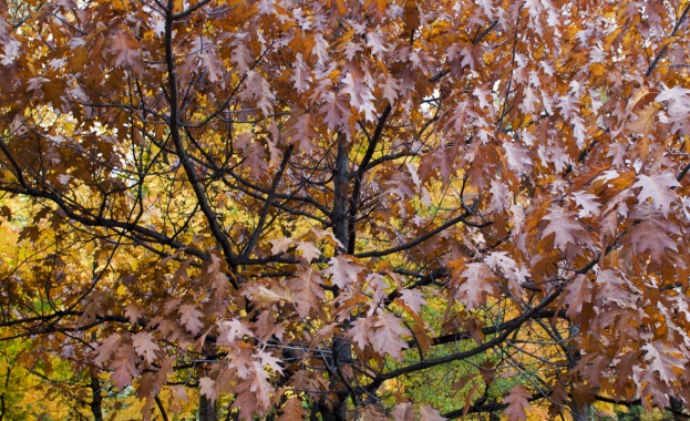 Есен и през ноември