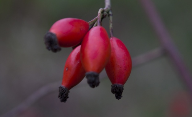 Празник на плодородието в Кюстендил
