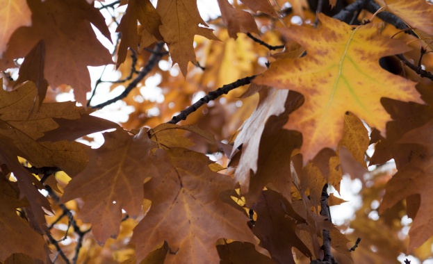 Предстоящи събития в страната на 21 ноември 2022 г.