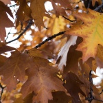 Предстоящи събития в страната на 21 ноември 2022 г.