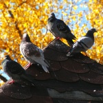 Обещават ли ви да превърнат мечтите ви в действителност....