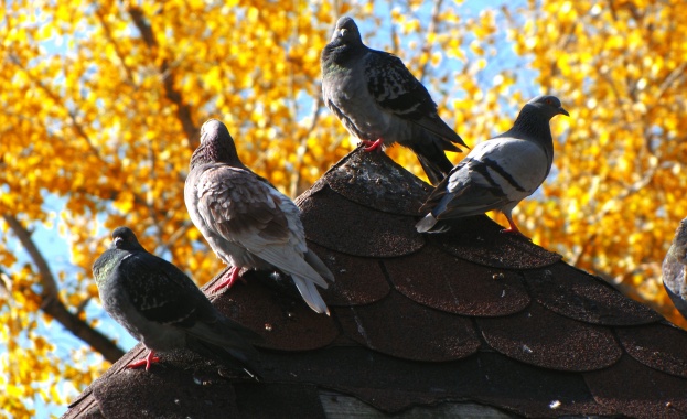 Обещават ли ви да превърнат мечтите ви в действителност....