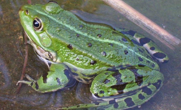 Заловиха бракониери на жаби