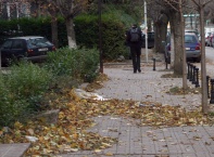 Силен вятър,есенни листа