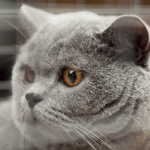 Ферма за котки ще прави французин