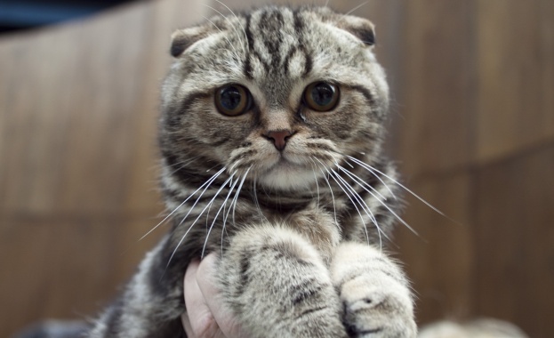 Тя може да бъде готова още тази година Учени от