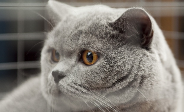 Нарастват случаите на домашни котки, заразени със СПИН