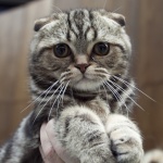 Разработват ваксина срещу алергия към котки