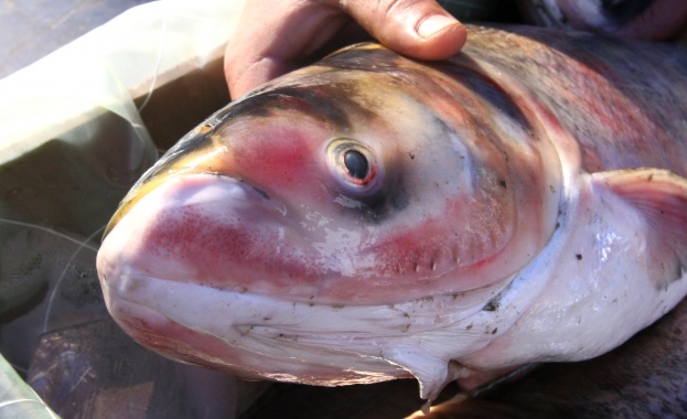 Конфискуваха 250 кг. Риба от нерегламентирани търговци преди Никулден  