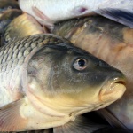 5 полезни съвета при избора на риба за Никулден