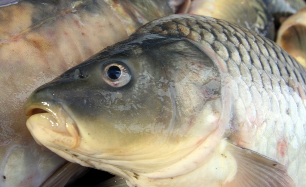 Два проекта по програма „Рибарство” получиха 185 хил. лв.  