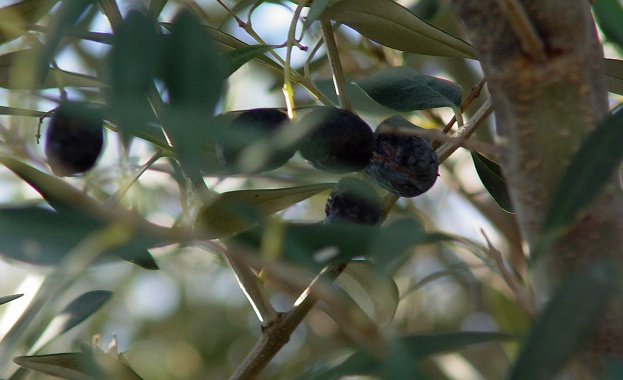 Ровещата в кофи за боклук Олга Онасис: В Гърция има деца, които припадат от глад