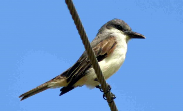 Отбелязаха Денят на птиците в Пловдив