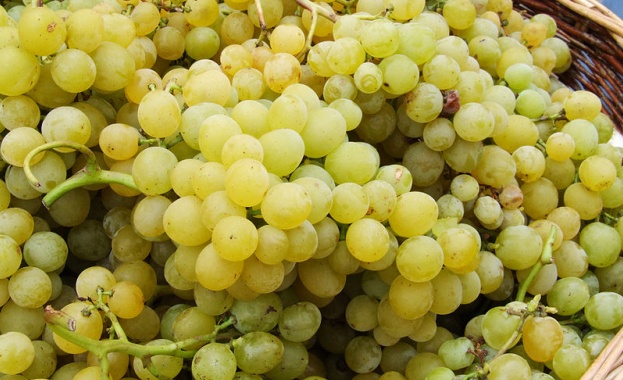 Три крадли обрали 280 кг грозде и избягали  