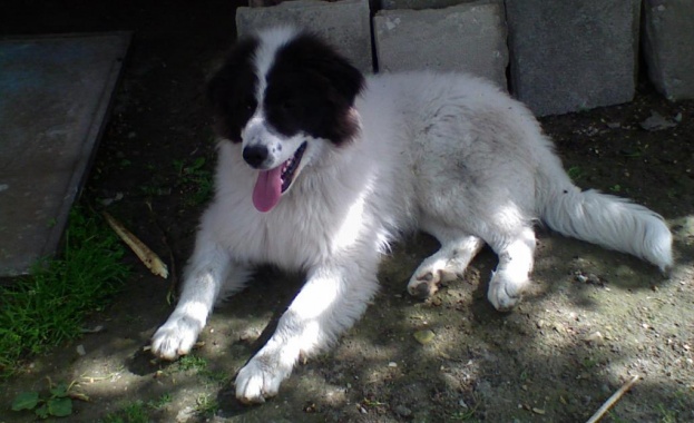 Чакат ни солени глоби, ако не сме регистрирали домашния си любимец или не сме му изчистили след разходка 