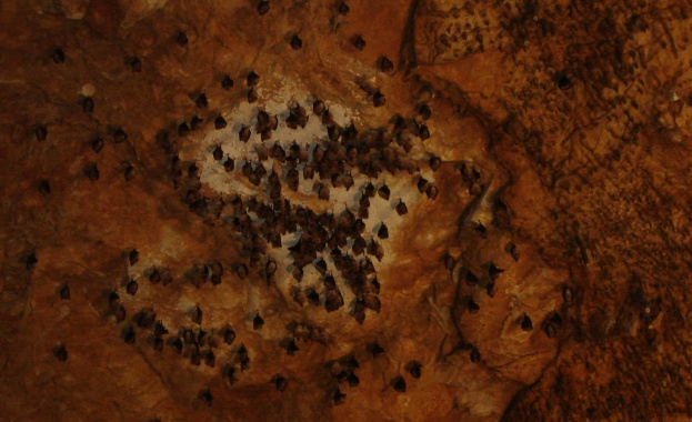 МОСВ: Прилепите в Деветашката пещера са добре 