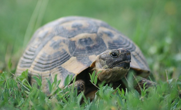Намериха нов дом на костенурките на Рашкови 