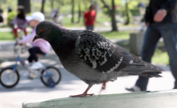 Гълъбите мислят по-бързо от човека