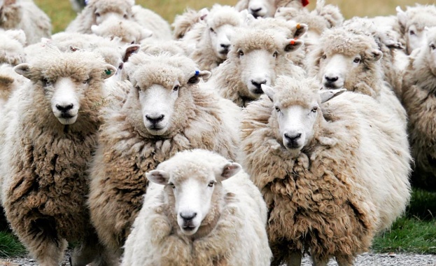 Апаши задигнаха стадо овце от 70-годишен пловдивчанин