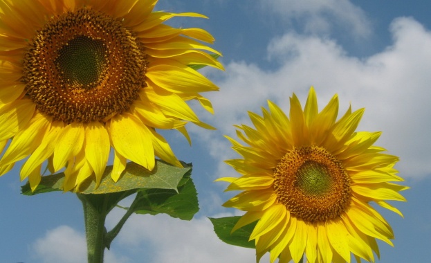 И днес ни очаква слънчево време 