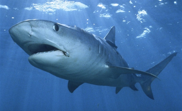 Акула отхапа двата крака на плувец, той обаче успя до доплува до брега и да се спаси