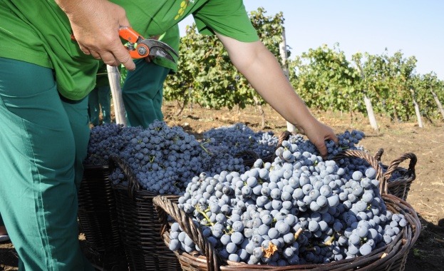 В края на месеца започва гроздоберът