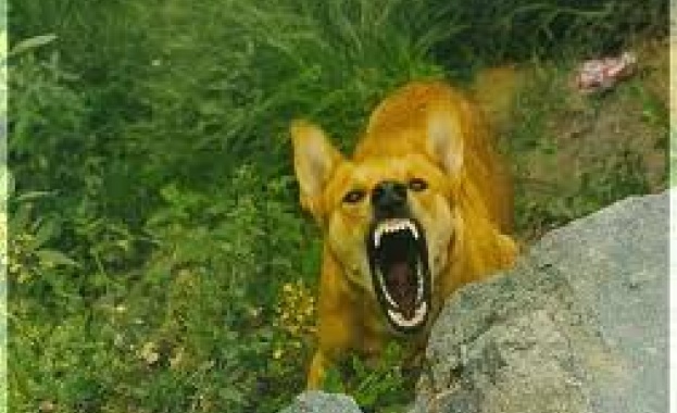 Великобритания: Видео с говорещо куче номер 1 в YouTube (видео)