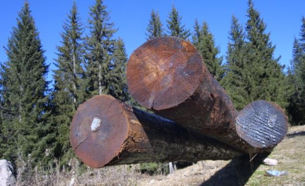 Спипаха трима, превозвали нелегална дървесина 